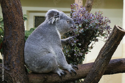 Photography koala in tree