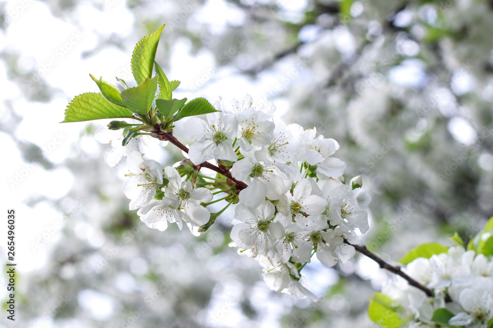 branch of cherry tree with white flowers branch of cherry tree with white flowers