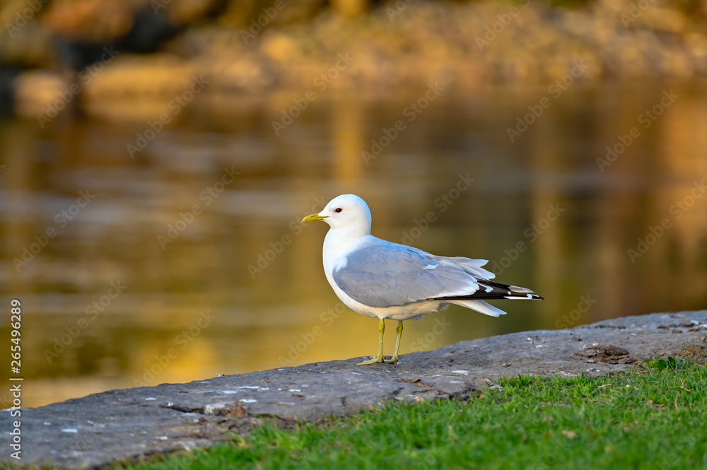 a seagull standing near water in FIlipstad a seagull standing near water in FIlipstad