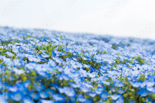 Nemophila