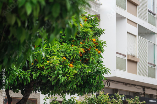 Tangerine tree on the streets