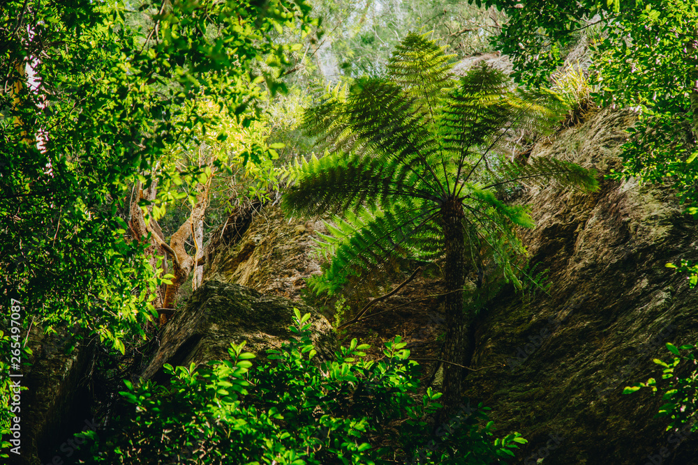 Obraz premium Mount warning, byron bay, Murwillumbah, gold coast, Cabrita, new south wales, nsw, Coolangatta, Snapper rocks, froggies, currumbin, palm beach, Queensland, Australia, Tweed Heads, Kirra,