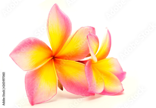 Plumeria flower pink   beatiful flower blooming.