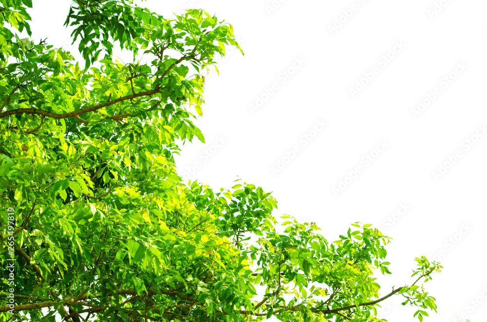 branches,green leaf isolated on white background