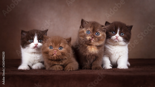 Vier süße Kitten - Geschwister in braun - Britisch Kurzhaar