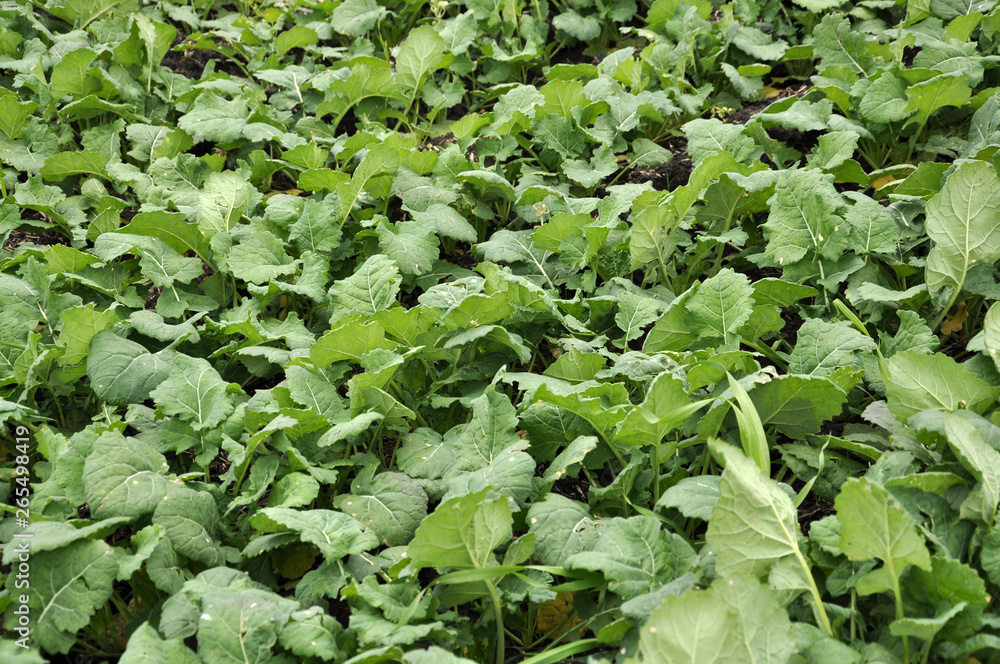 In the autumn field grows winter rape In the autumn field grows winter rape