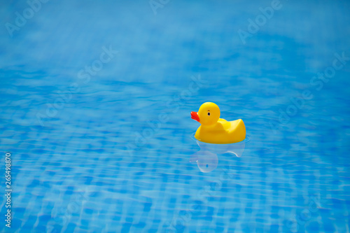 yellow rubber duck in blue swimming pool