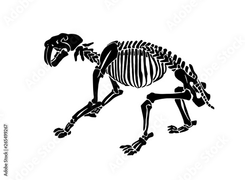 Graphical skeleton of saber-toothed tiger on white background,vector illustration, anthropology