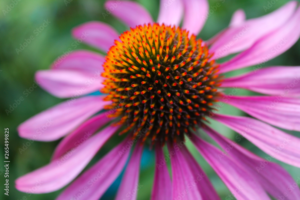 flowers in the summer garden, Echinacea flowers in the summer garden, Echinacea