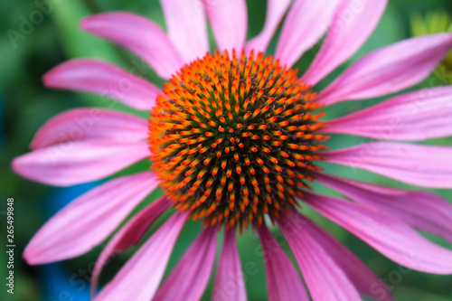 flowers in the summer garden  Echinacea