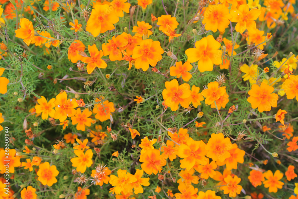 flowers in summer garden, background