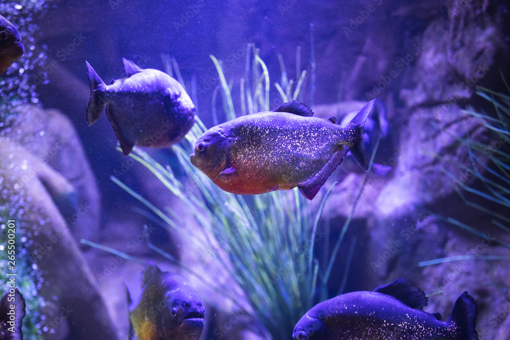red-bellied piranha fish in aquarium with illumination - obrazy, fototapety, plakaty 