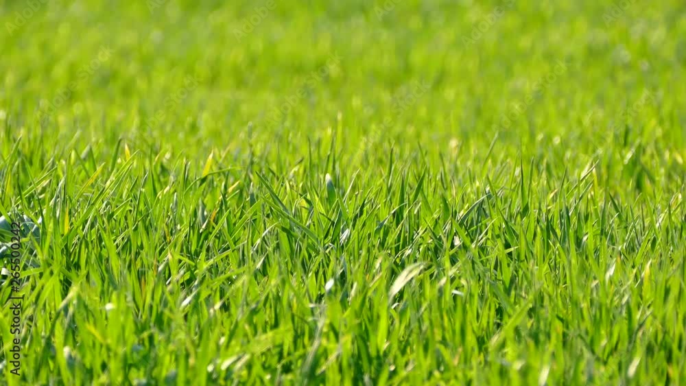 Green grass. Shoots young wheat on the field. Texture or green background. The wind stirs the grass. Green grass. Shoots young wheat on the field. Texture or green background. The wind stirs the grass.