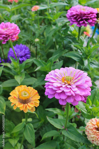 summer blooming garden  zinnias and asters