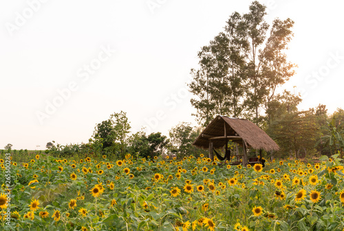 Wooden hut in the middle of a sunflower field at dusk - Sunset over a sunflower farm landscape with copy space