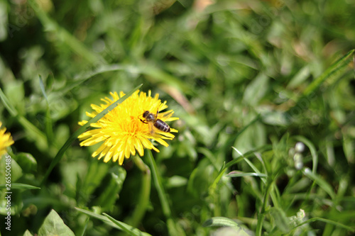mniszek lekarski, mlecz, pszczoła, łąka, wiosna © Magorzata