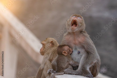 Fototapeta Naklejka Na Ścianę i Meble -  Mother monkey sitting yawning while breastfeeding