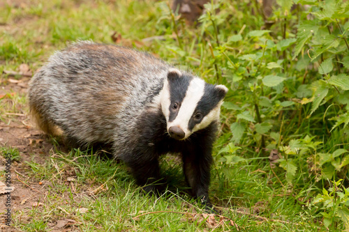 A close up of a wild badger (Meles meles).  Taken in the West Wales countryside,, Wales, UK