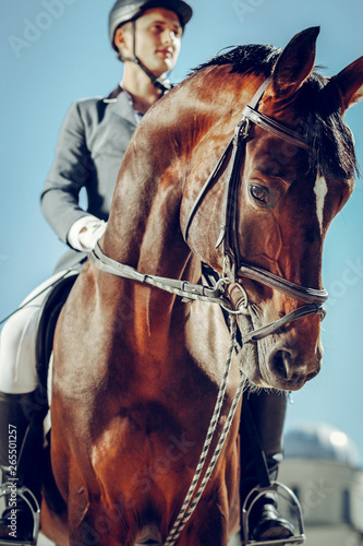 Selective focus of a beautiful nice graceful horse © Viacheslav Yakobchuk