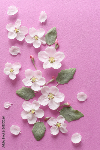 Spring white flowers and light green leaves on textural pink paper. Spring background for design and decoration.