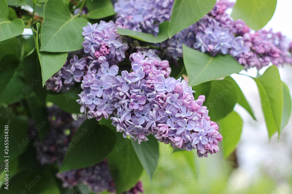 purple lilac blooming in the garden purple lilac blooming in the garden