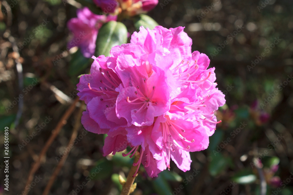 delicate pink flowers under sunlight
