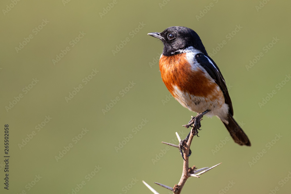 Close-up of a Stonechat male sitting on a perch with soft green background Close-up of a Stonechat male sitting on a perch with soft green background
