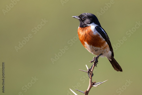 Close-up of a Stonechat male sitting on a perch with soft green background