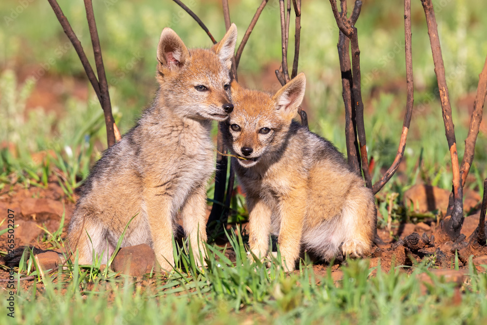 Two Black Backed Jackal puppies play in short green grass to develop skills Two Black Backed Jackal puppies play in short green grass to develop skills