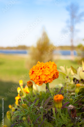 Blooming yellow orange marigolds flowers in a flower bed on the background of the river and blue sky