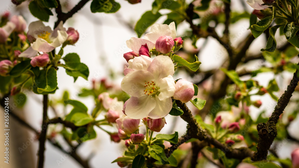 Beautiful branch of spring flowers of apple tree in garden Beautiful branch of spring flowers of apple tree in garden