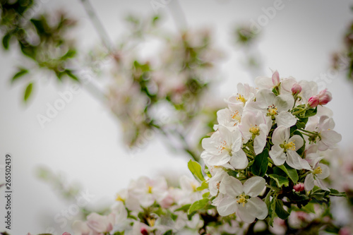 Beautiful branch of spring flowers of apple tree in garden 