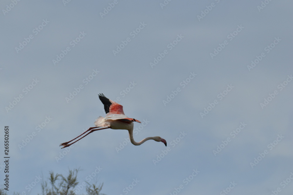 Obraz premium Fenicotteri rosa della Camargue in volo, parco ornitologico, Les Saintes Maries De La Mer, Provence, Sud France