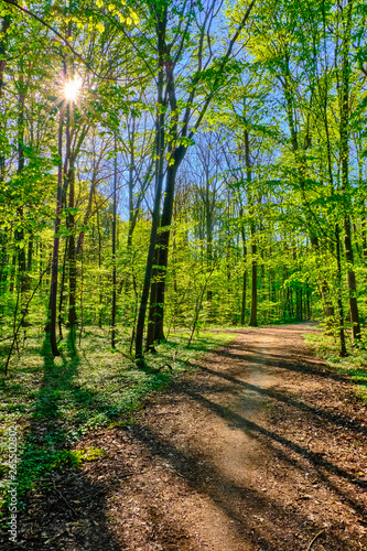 Waldweg bei Sonnenschein mit grünen leuchtenden Blättern am Wegrand. Die strahlende Sonne scheint durch die Baumkronen auf den Weg. Waldbild im Hochformat.Sonne 