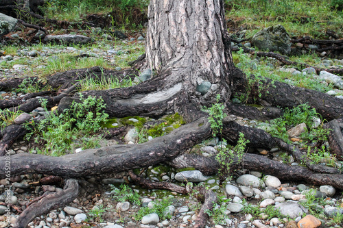 pine: trunk and roots, Altai Krai, Russia