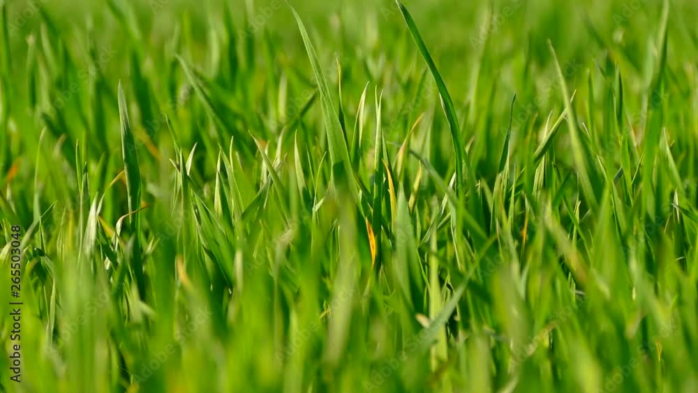 Green grass. Shoots young wheat on the field. Texture or green background. The wind stirs the grass. Green grass. Shoots young wheat on the field. Texture or green background. The wind stirs the grass.