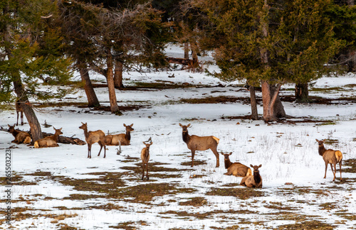 Elk in the Snow