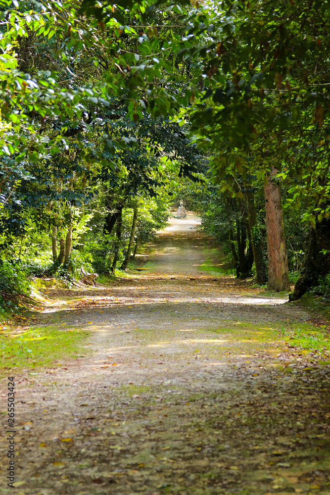Path in a forest with Arched tree branches Path in a forest with Arched tree branches