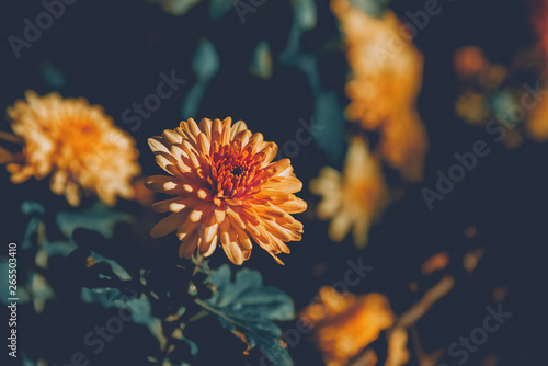 Brown chrysanthemums grow on a bush in the park close-up, toned image © andov