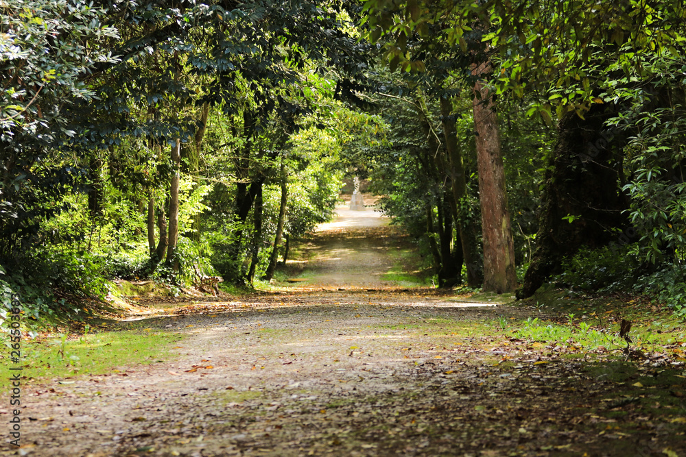 Fototapeta premium Path in a forest with Arched tree branches