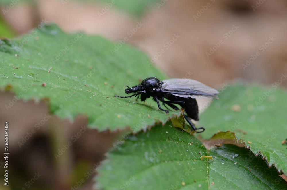 fly on a leaf fly on a leaf