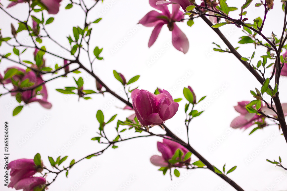 Natural background concept: yellow magnolia flowers on tree branches, white background, blur.