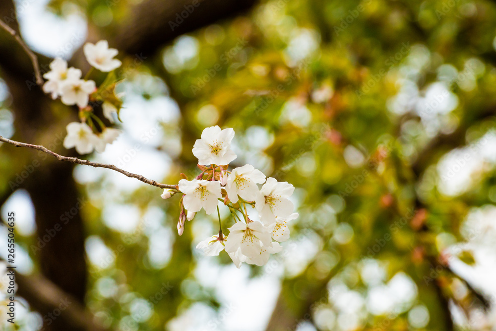 Beautiful cherry blossom sakura in spring time