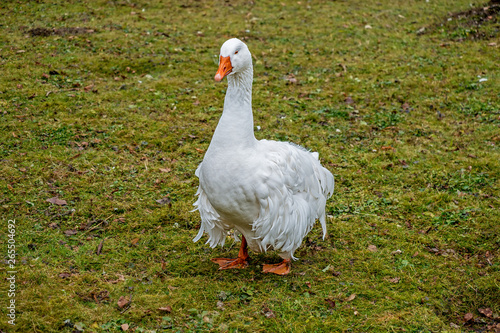 white beautiful goose with curly feathers in Germany called Ungarische Lockengans
