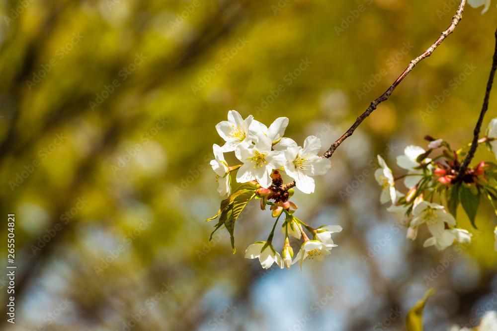 Beautiful cherry blossom sakura in spring time Beautiful cherry blossom sakura in spring time