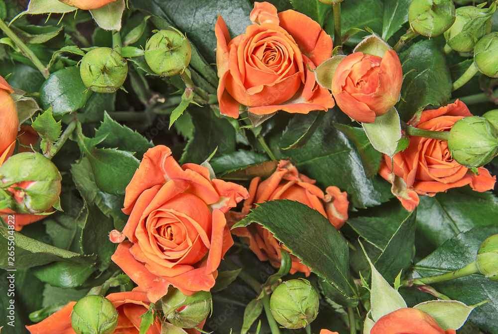 Bouquet of orange rose on a green leaves background Bouquet of orange rose on a green leaves background