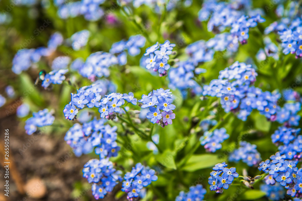 Myosotis (forget-me-nots) blooming flowers in close up