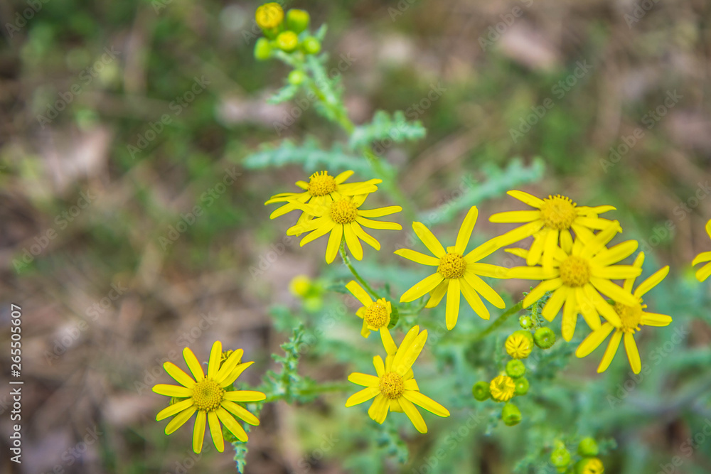 Senecio squalidus known as Oxford ragwort blooming Senecio squalidus known as Oxford ragwort blooming