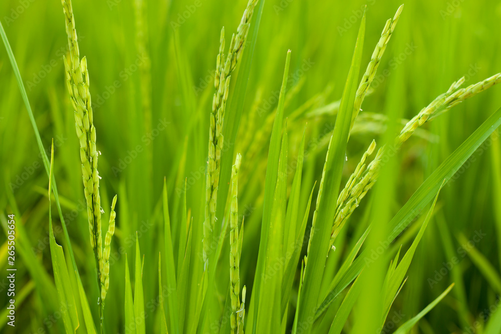 Rice in rice field, Selection focus only on some points in the image. Rice in rice field, Selection focus only on some points in the image.