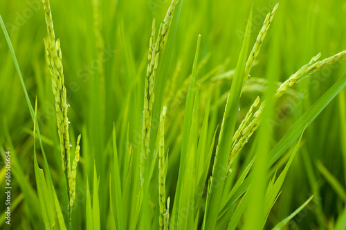 Rice in rice field, Selection focus only on some points in the image.
